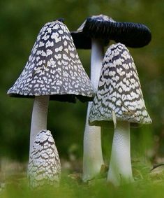 three black and white mushrooms are growing in the grass near each other, with trees in the background