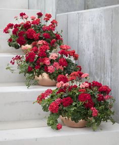 red and pink flowers are lined up on the steps