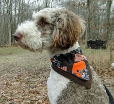 a dog with a bandana on is sitting in the leaves and looking off into the distance