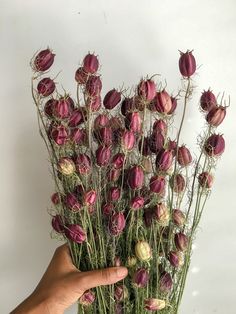 a hand holding a bunch of dried flowers