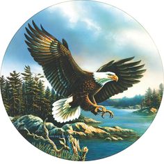 an eagle flying over a body of water with trees and rocks in the foreground