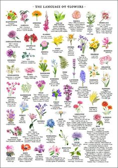 the language of flowers is shown in this poster, which shows different types of flowers