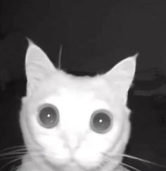 a white cat with big eyes looking at the camera