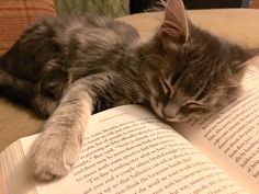 a cat laying on top of an open book