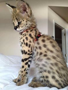 a small kitten sitting on top of a bed