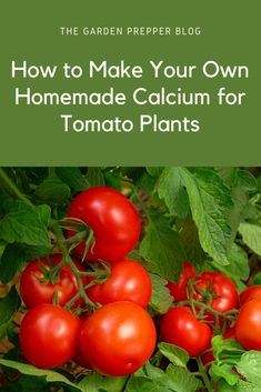 tomatoes growing on the plant with text overlay how to make your own homemade calcium for tomato plants