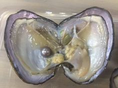 an open oyster shell with pearls in it