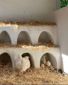 two chickens and one chicken are in their nests on the hay covered flooring