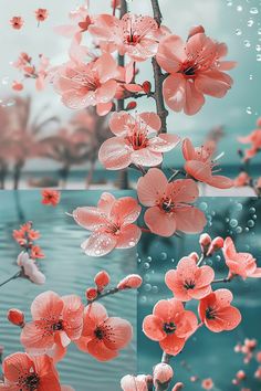 four different images of red flowers with water droplets on them and the bottom one is blue