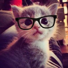 a kitten with glasses on it's head