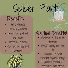 an info sheet describing the benefits of spider plants