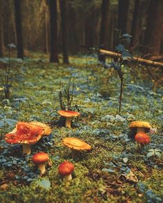 several mushrooms are growing in the grass near some trees and bushes with blue leaves on them