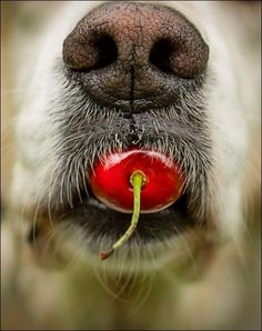 a close up of a dog's nose with an apple in it's mouth