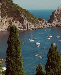 many boats are in the water near some trees