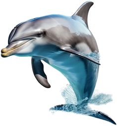 a dolphin is jumping out of the water