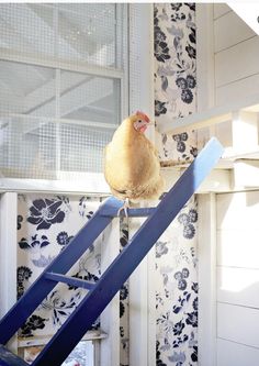 a chicken sitting on top of a blue ladder