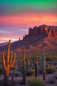 the sun is setting in the desert with many cacti and saguados