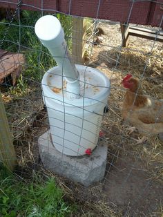 a chicken is standing next to a bucket with something in it on the ground near a fence