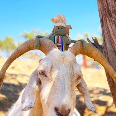 a stuffed animal is sitting on the back of a goat's head with horns