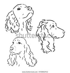 three dogs'heads with long hair in black and white