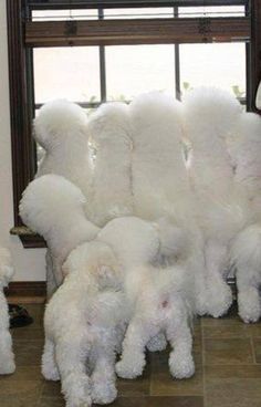 a group of fluffy white dogs standing next to each other on a tile floor in front of a window