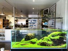 a fish tank filled with green moss and rocks