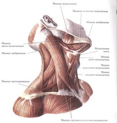 the muscles are labeled in this diagram