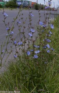 some blue flowers are growing by the side of the road