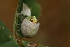 a close up of a bug on a leaf with it's eyes wide open