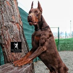 a large brown dog standing next to a tree