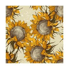 sunflowers are shown on a white background