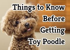 a brown poodle with the words things to know before getting toy poodle