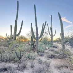 several large cactus trees in the desert