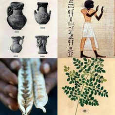 an image of ancient vases and plants in different pictures, including one with a tree growing out of it