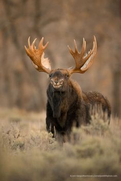 an adult moose with large antlers standing in the grass and looking at the camera