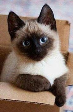 a siamese cat sitting in a cardboard box