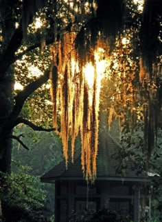 a gazebo in the middle of a forest with moss hanging from it's branches