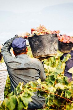 two men are picking grapes from the vine