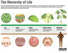 the life cycle of a plant with pictures and text describing it's different stages