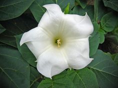 a white flower with green leaves around it