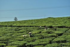 two people picking tea leaves in the middle of a large green field on a sunny day