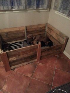 a dog laying in a wooden crate on the floor next to a curtained window