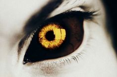 an eye with yellow iris and long eyelashes