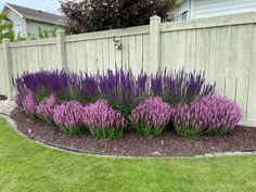 some purple flowers are in the middle of a flower bed next to a white fence