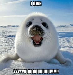 a seal with its mouth open sitting in the snow