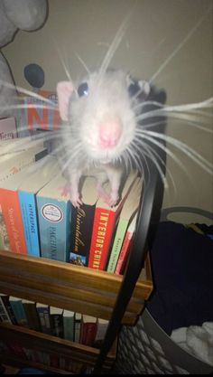 a white rat sitting on top of a book shelf next to a pile of books