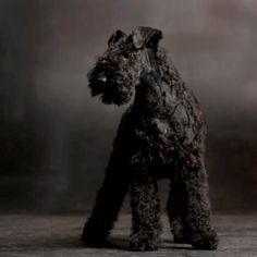 a black dog standing on top of a wooden floor next to a gray wall in the dark