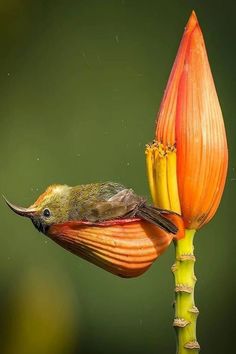 a small bird perched on top of a flower