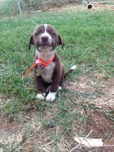 a brown and white dog sitting in the grass