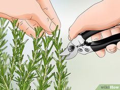 Harvesting Rosemary How To, How To Trim Rosemary Plant, Preserving Rosemary, Harvesting Rosemary, Rosemary Care, Planting Rosemary, Harvest Rosemary, Rosemary Plant Care, Rosemary Bush